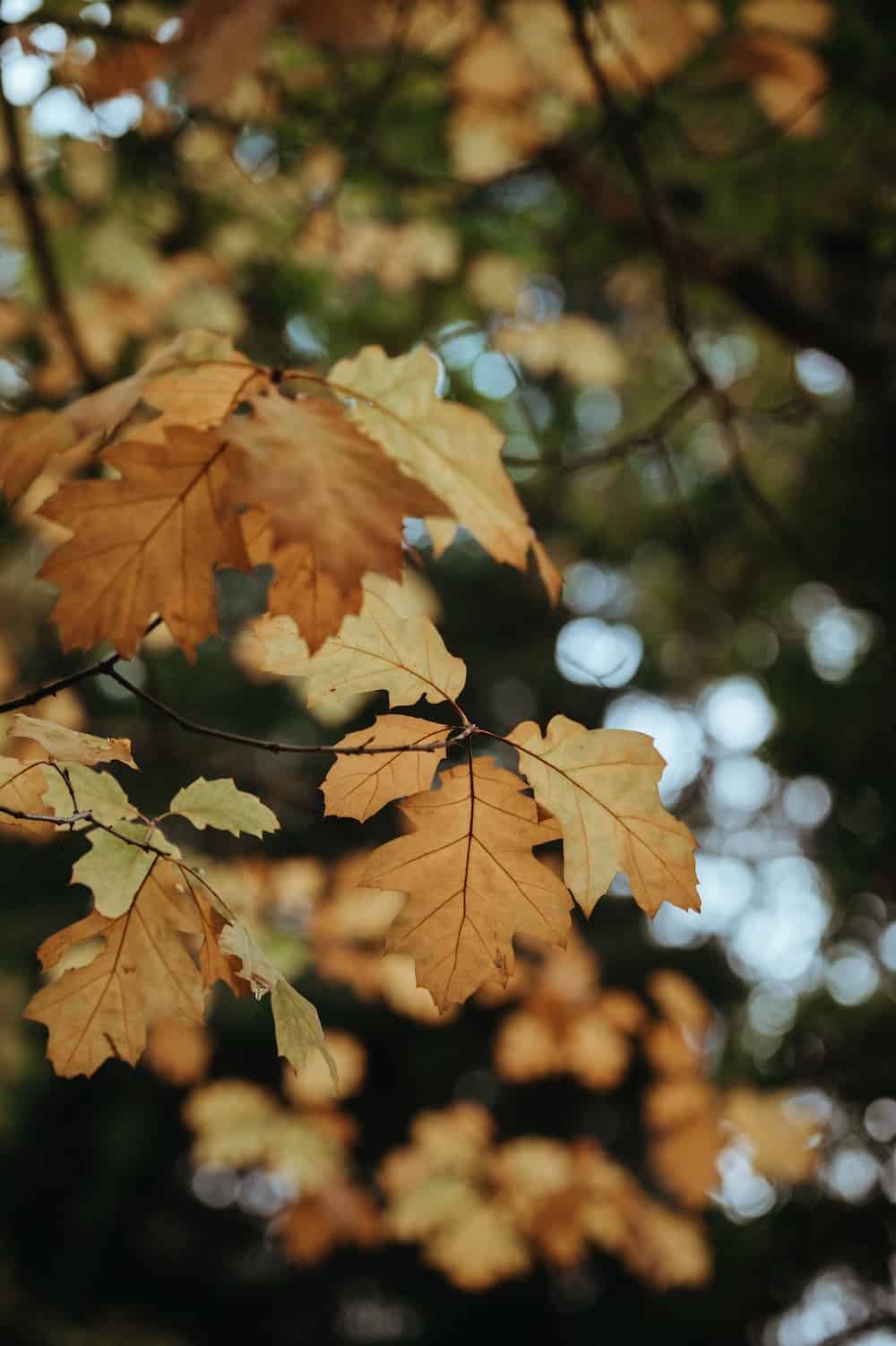 maple leaves on a tree, turned yellow
